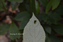 Lamprachaenium microcephalum